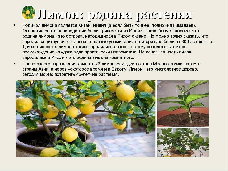 Лимон: описание, уход, выращивание, размножение и рецепты