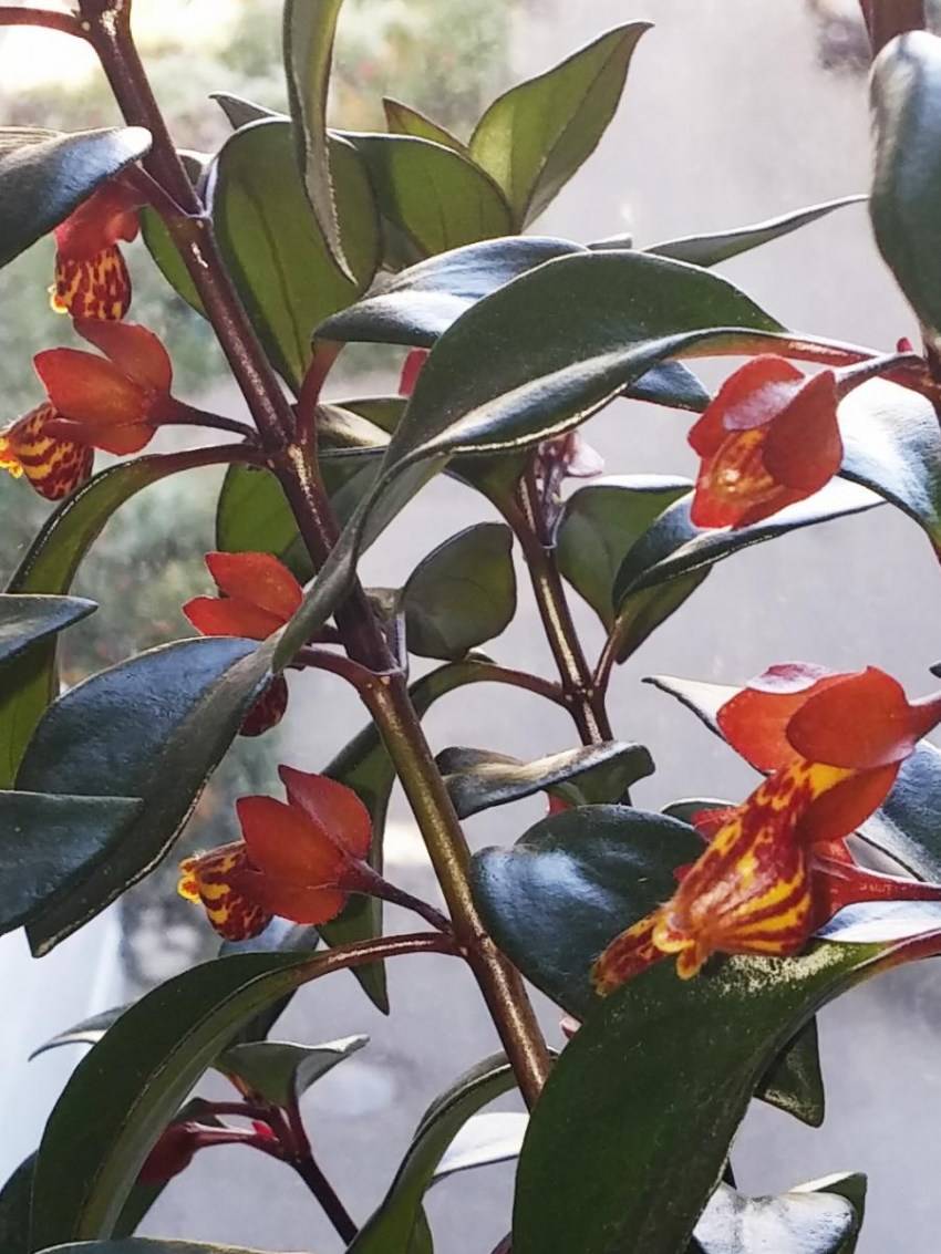 нематантус тропикано комнатный цветок уход виды фото