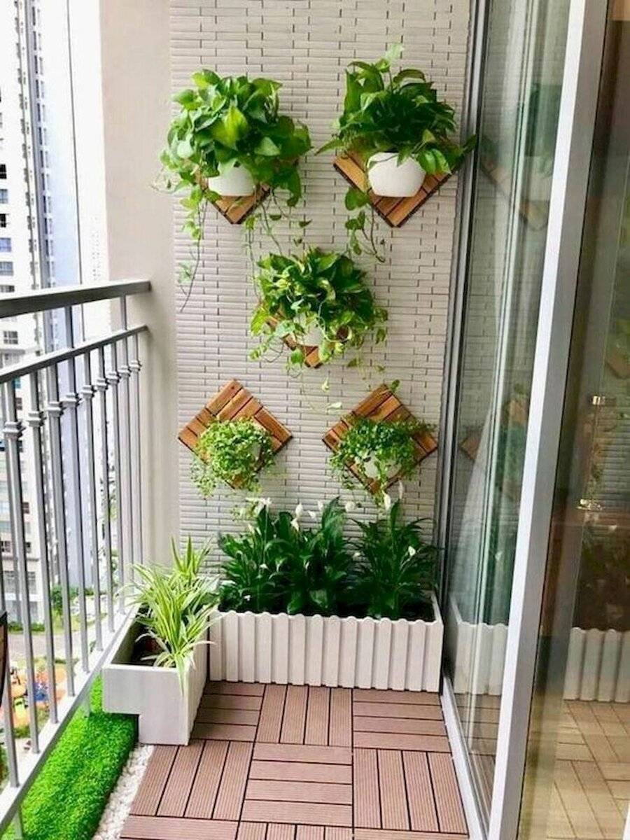 Растения для экстремальных условий на балконах