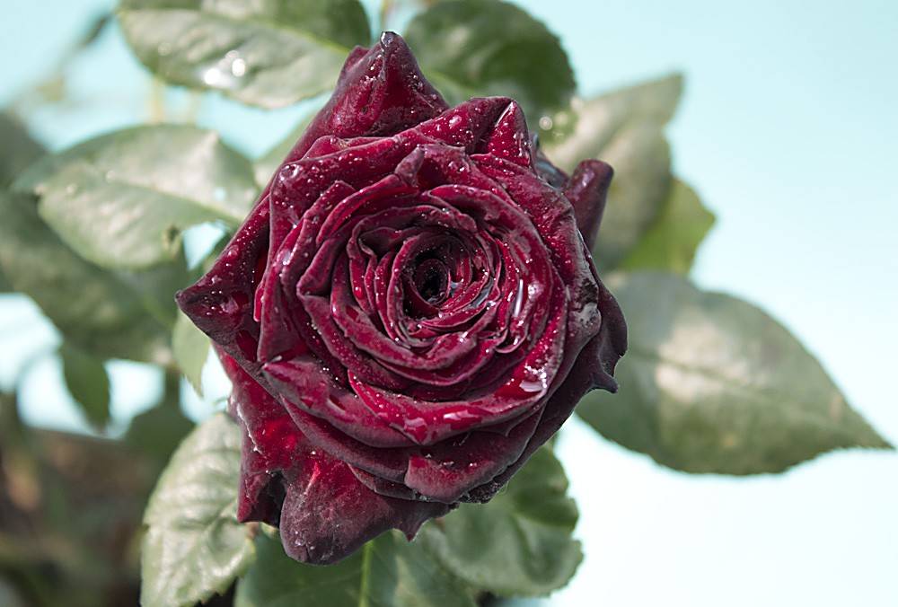 Черный бархат в природе – роза блэк баккара
