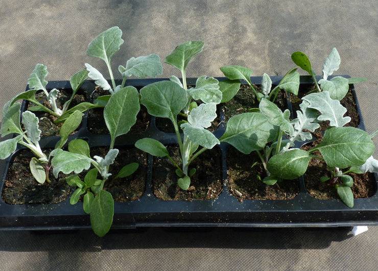 Цинерария: выращивание из семян рассадой, посадка и уход в саду
