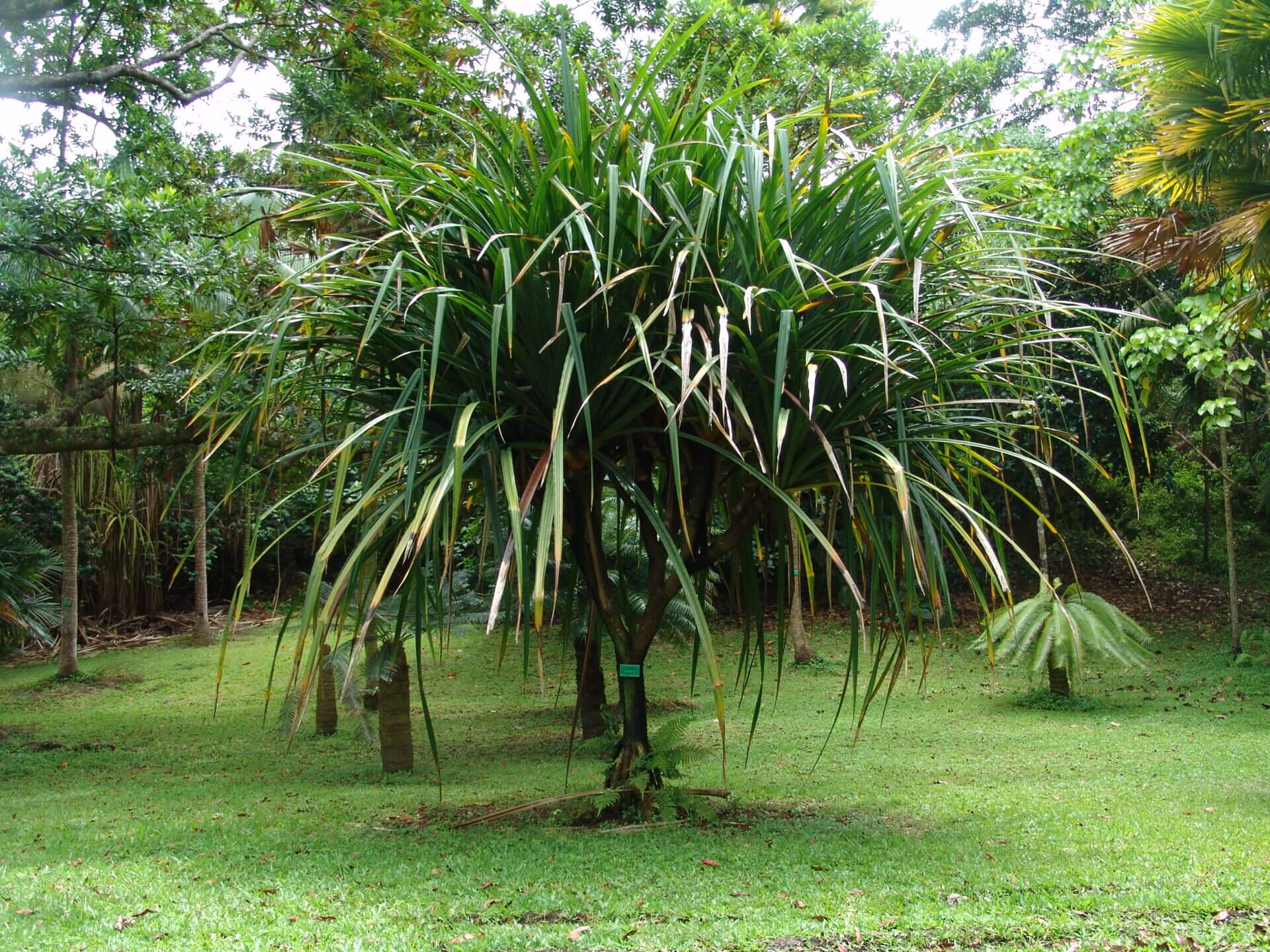 Винтовая пальма панданус: правила ухода и размножения в домашних условиях