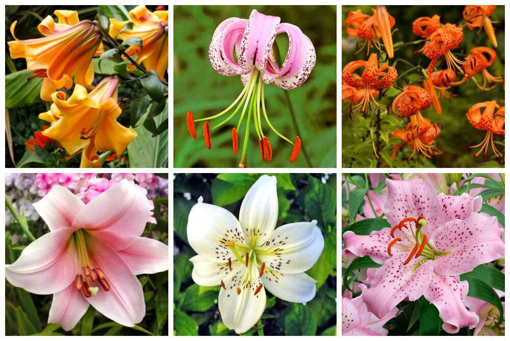 Различные классификации садовых лилий — от ботанической, до флористической. описание, фото — ботаничка