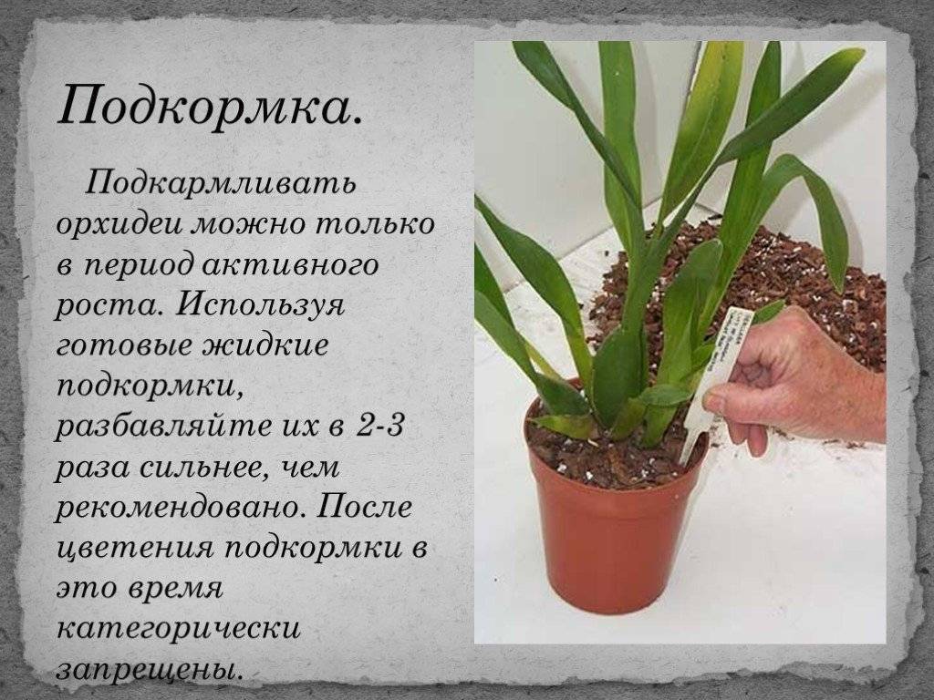 Фаленопсис: уход в домашних условиях. удивительный мир выращивания фаленопсиса в домашних условиях: правила ухода