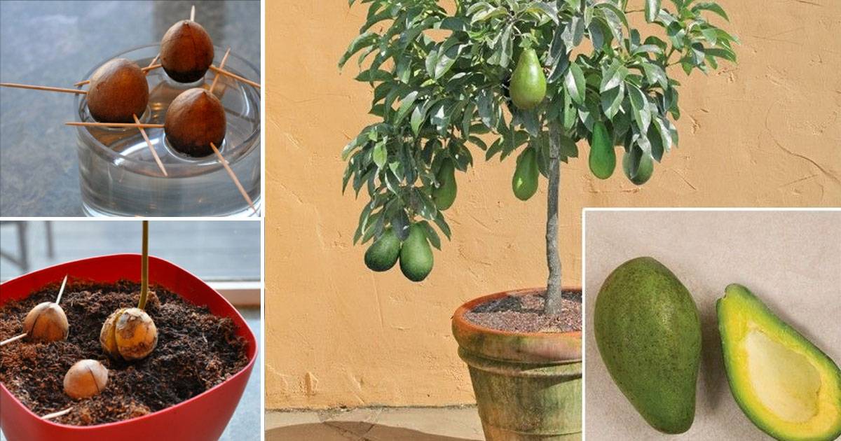 10 советов, чтобы вырастить авокадо из косточки дома