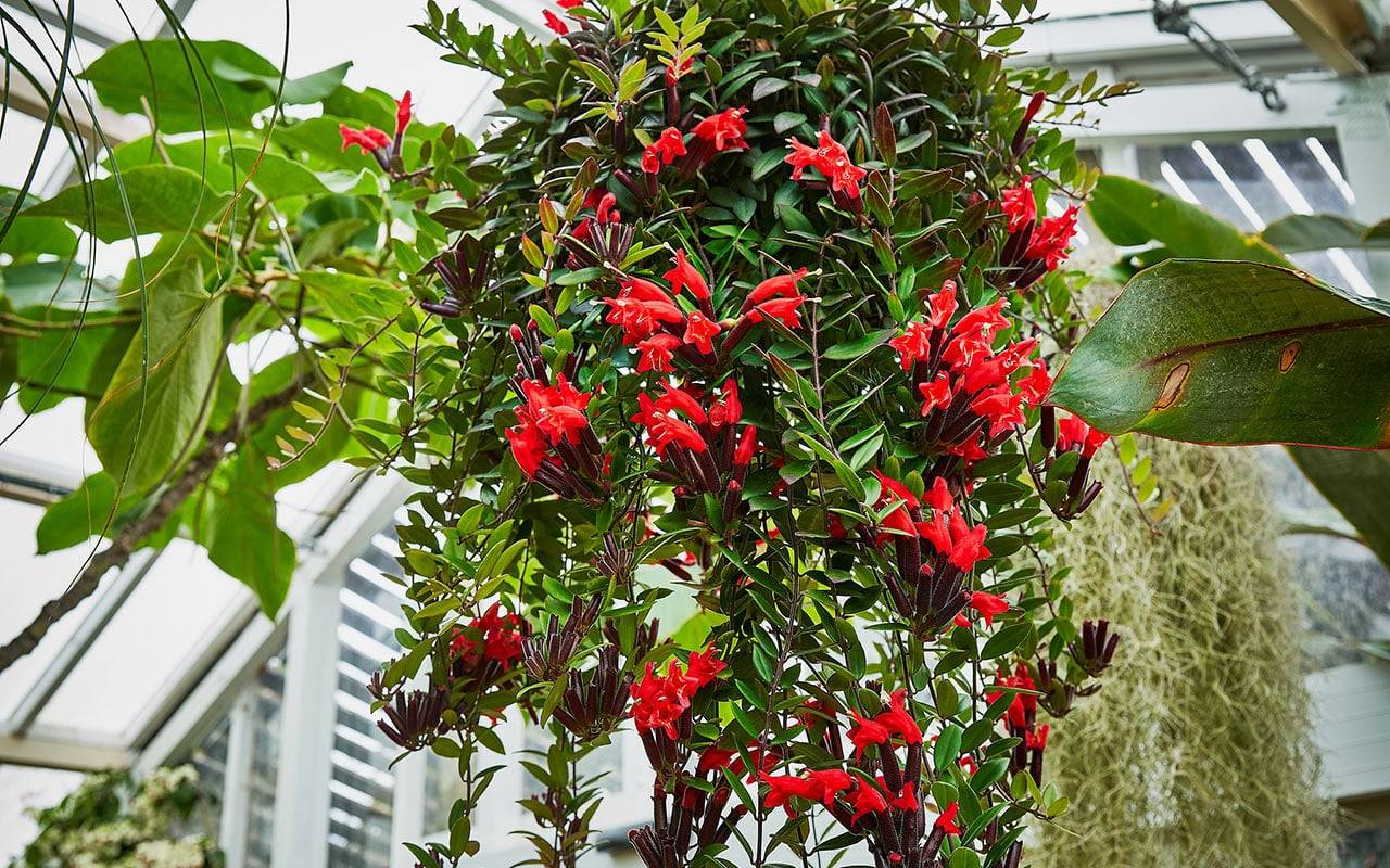 Aeschynanthus radicans