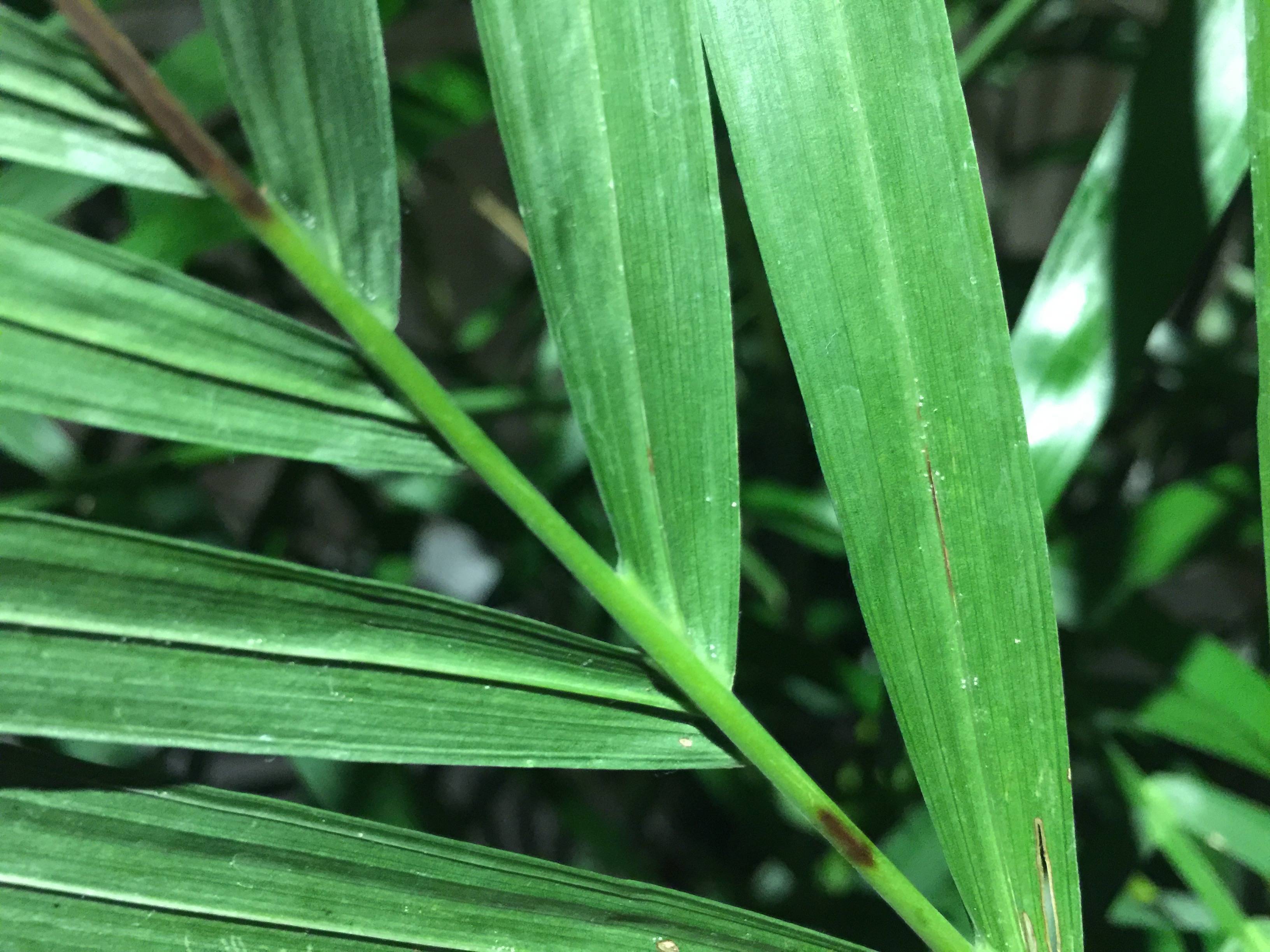 Хамедорея или бамбуковая пальма