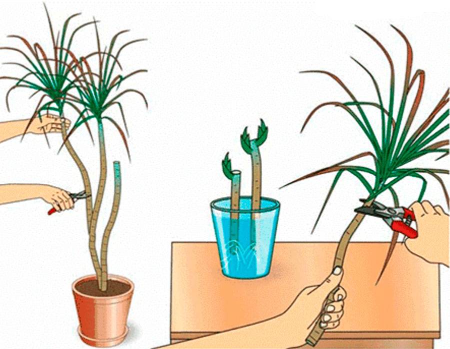 Черенкование - отличный способ размножить любимые растения