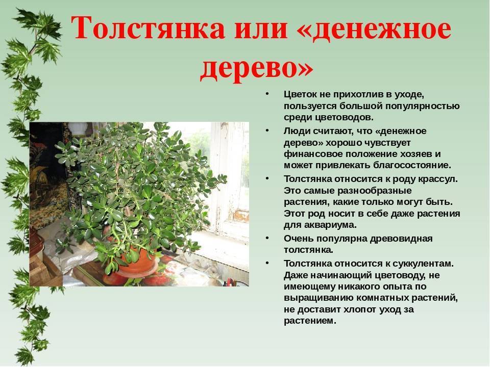Мирт (миртовое дерево): уход в домашних условиях, пересадка и размножение, фото