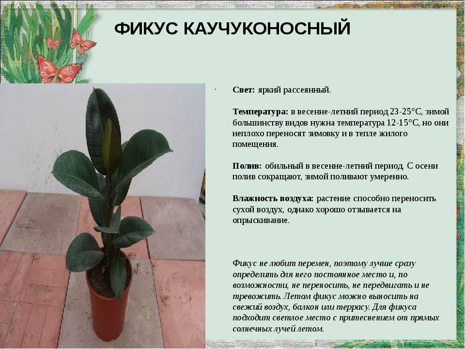 Все, что нужно знать о фикусе: описание и фото комнатного растения, правила ухода за ним