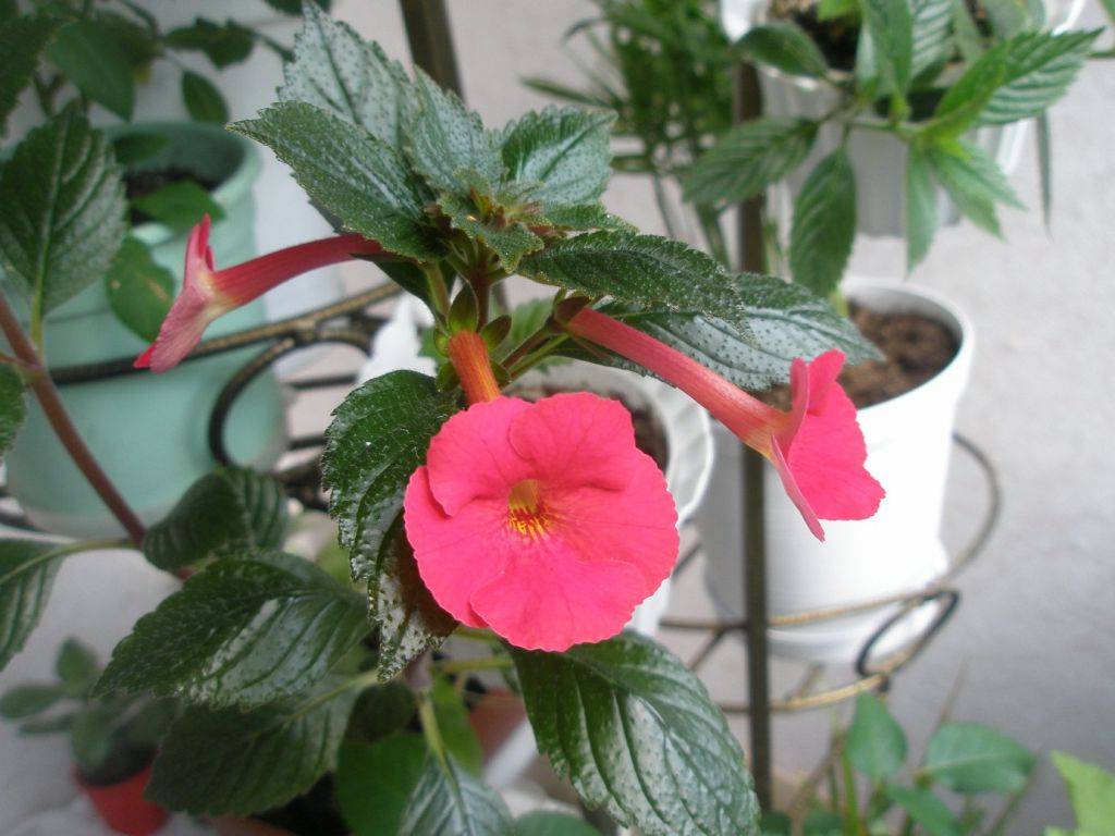 Цветы ахименесы - фото, выращивание и уход в домашних условиях