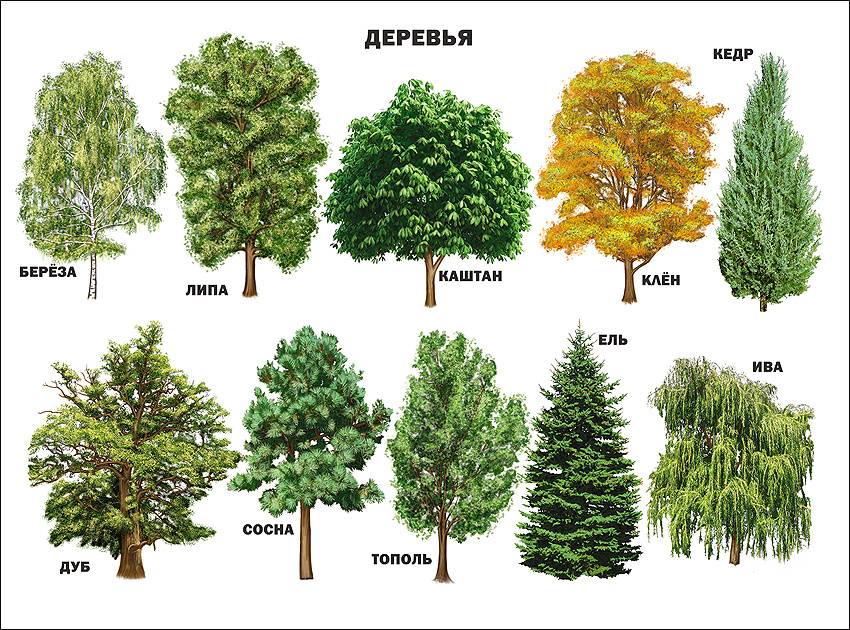 ✅ виды деревьев в средней полосе россии - сад62.рф