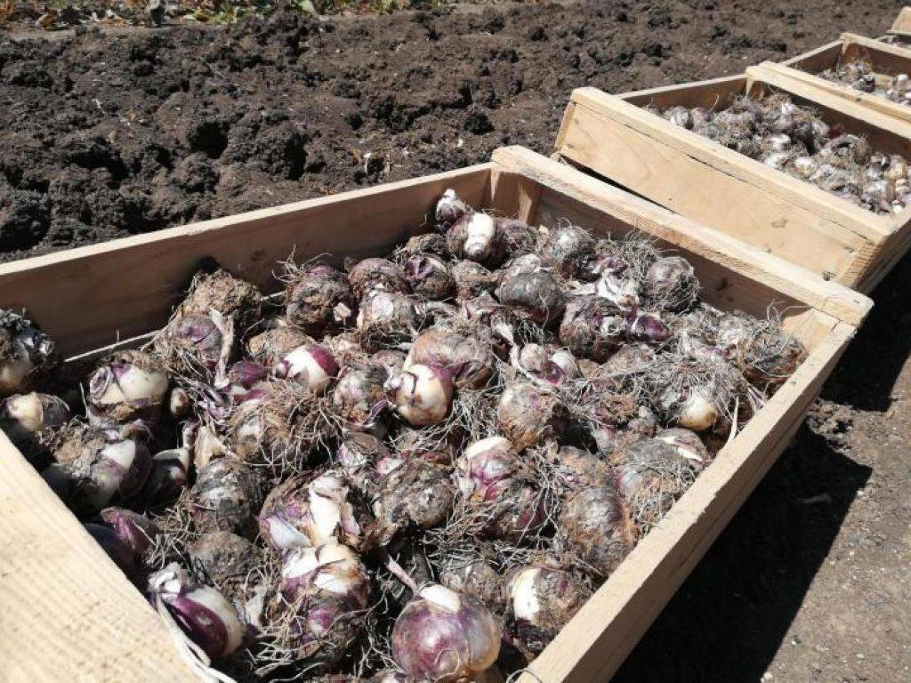 Нужно ли выкапывать луковицы крокусов после цветения: когда это делать, как хранить и высаживать - onwomen.ru