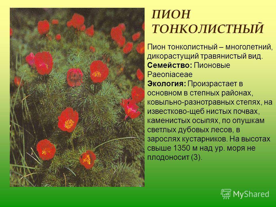 Пион тонколистный, или узколистный: описание, лучшие сорта с фото, отзывы + посадка, выращивание и применение в саду