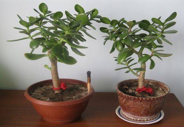 Как посадить, пересадить денежное дерево в домашних условиях, способы размножения толстянки