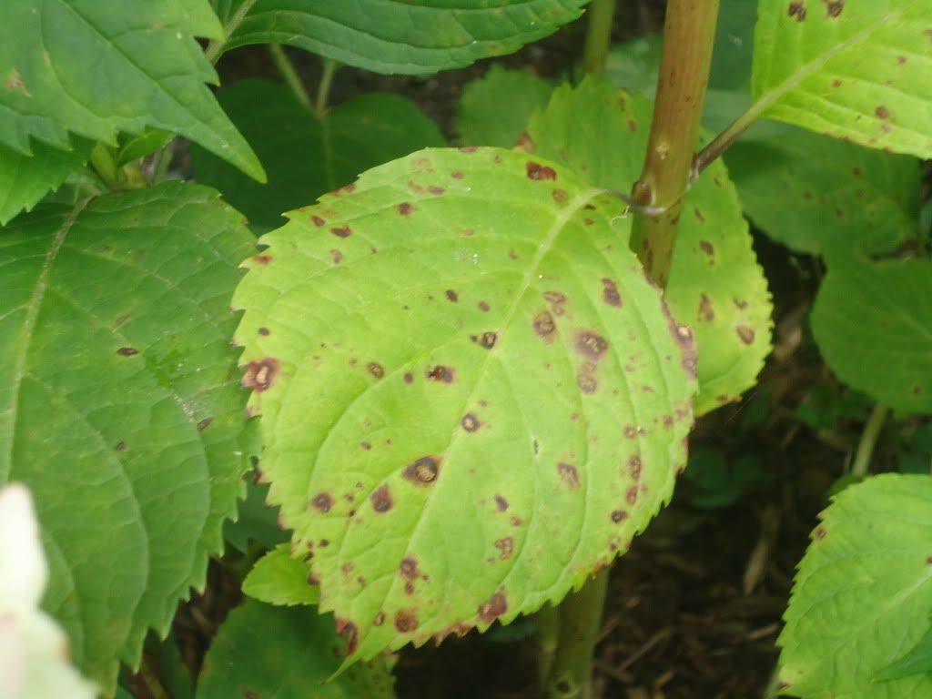 Болезни листьев у гортензии: описания с фото, лечение