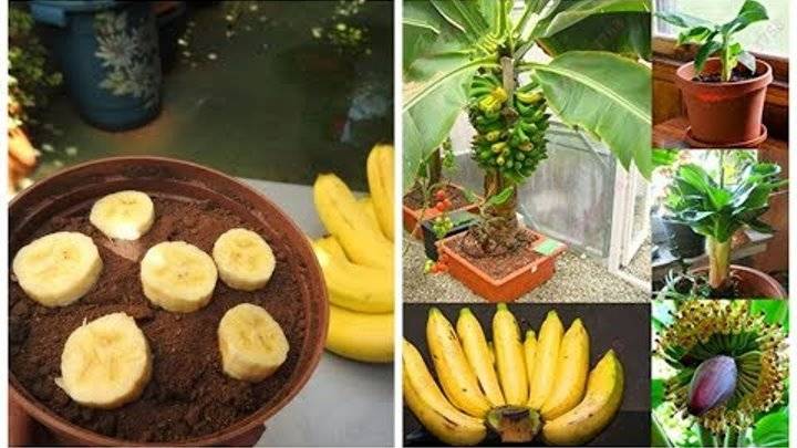 Как вырастить банан в домашних условиях из покупного банана и семян + фото