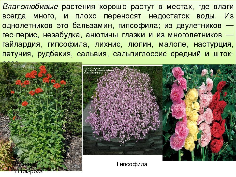 ✅ влаголюбивые комнатные растения - cvetochki-yaroslavl.ru