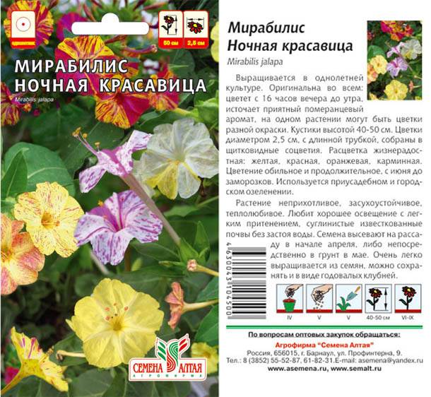 Цветок мирабилис (mirabilis): описание растения, как ухаживать, виды