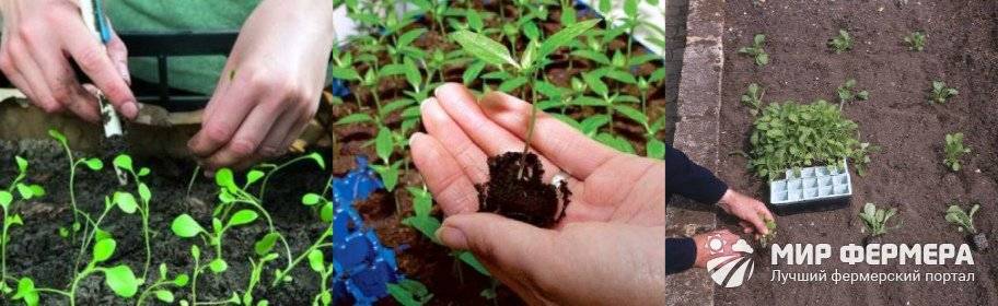 Кларкия: выращивание из семян и лучшие сорта