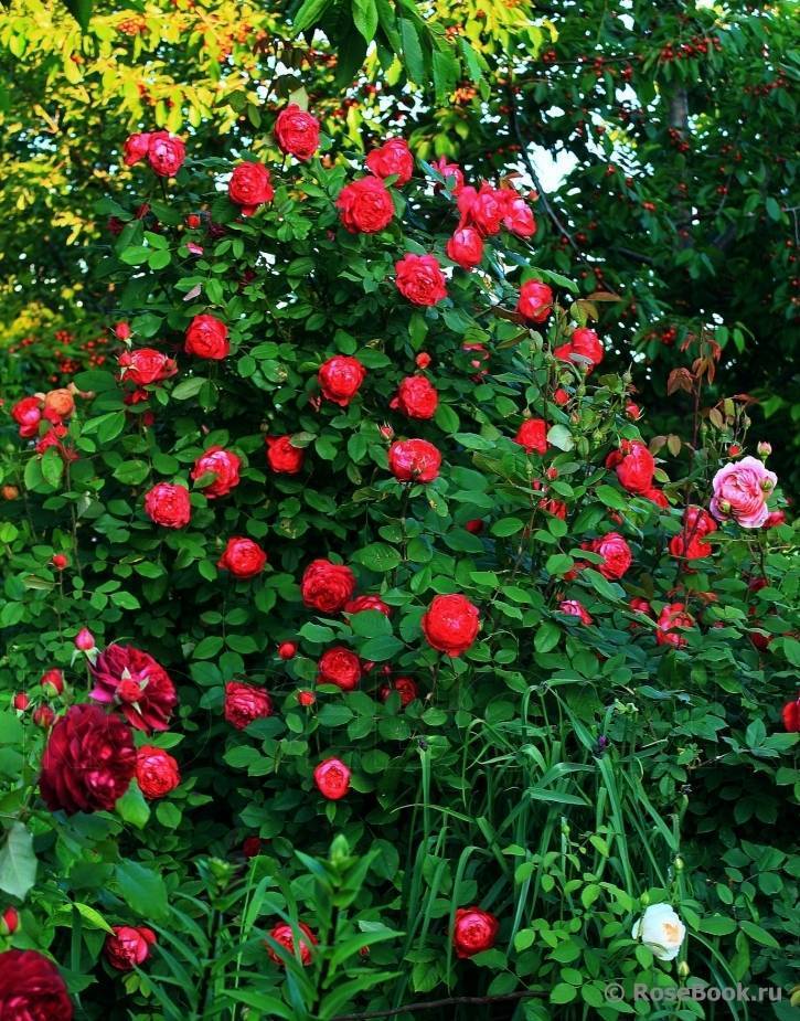 Роза бенджамин бриттен: описание, особенности выращивания