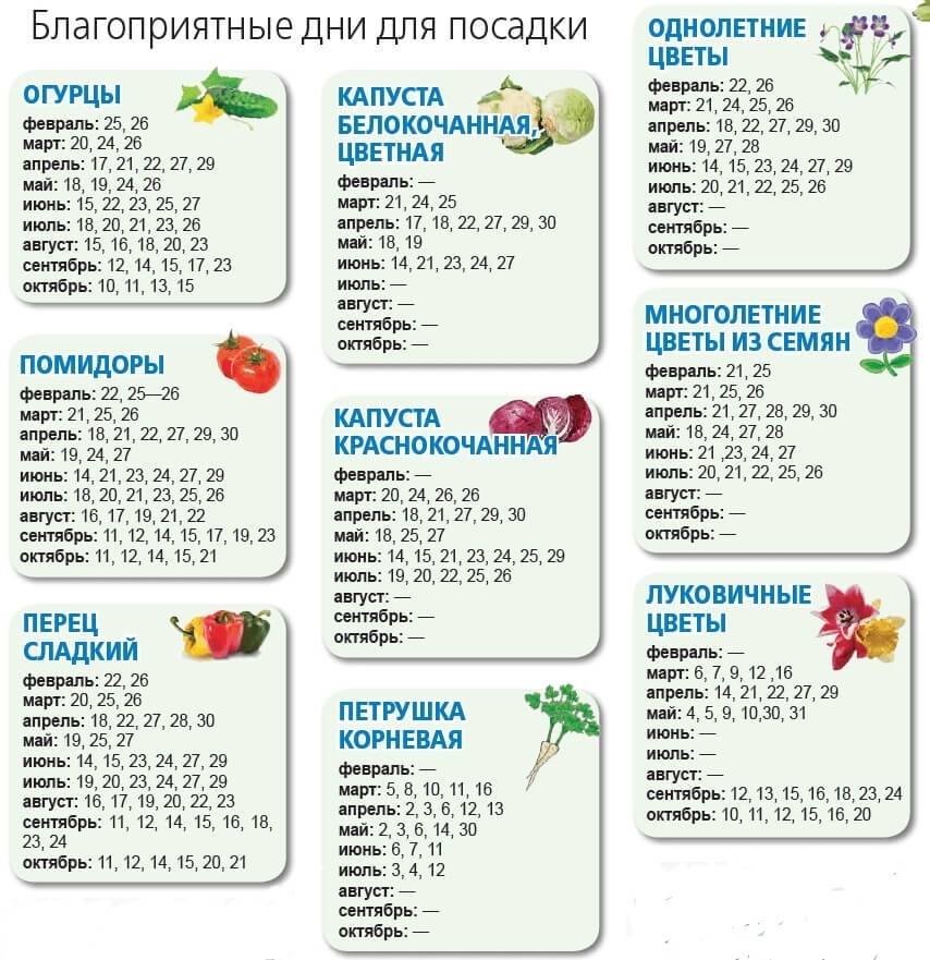 Лунный календарь для комнатных растений на 2022 год: посадка, пересадка, благоприятные дни
