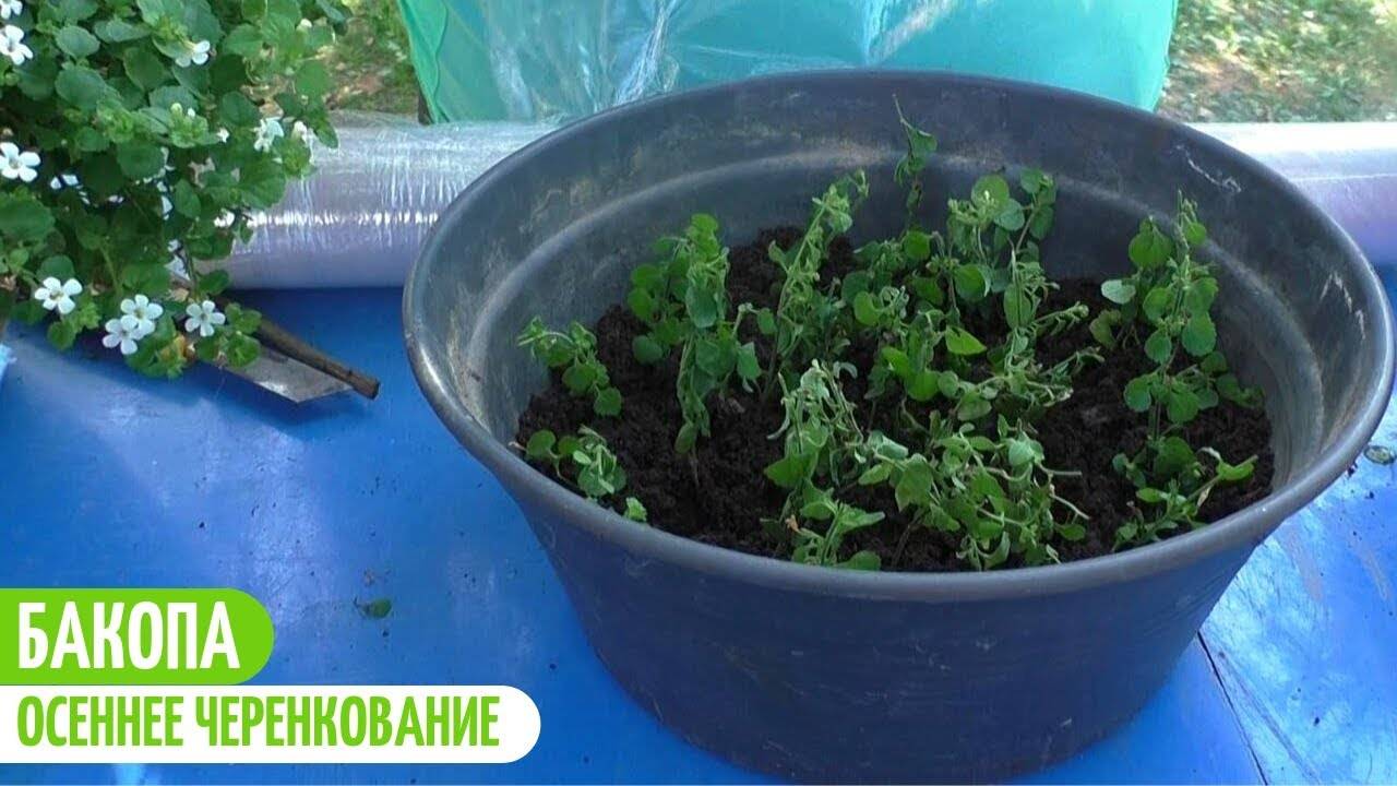Бакопа: выращивание из семян, фото, посадка и уход в домашних условиях - sadovnikam.ru