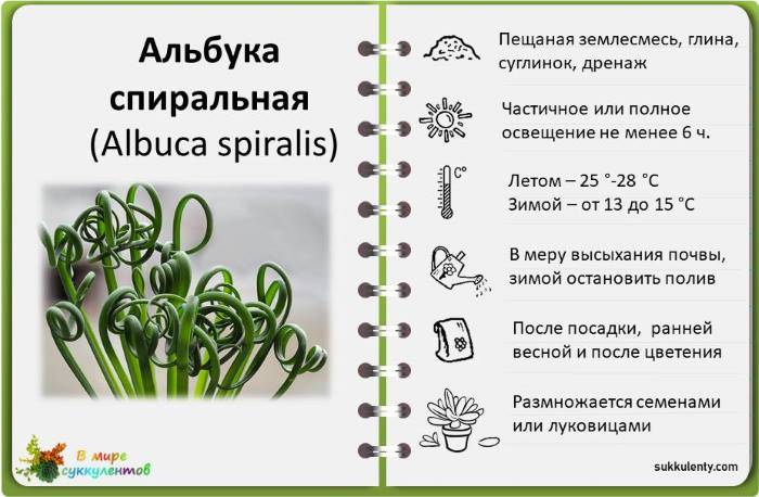 Уход в домашних условиях, цветение, особенности выращивания и размножение альбуки спиральной