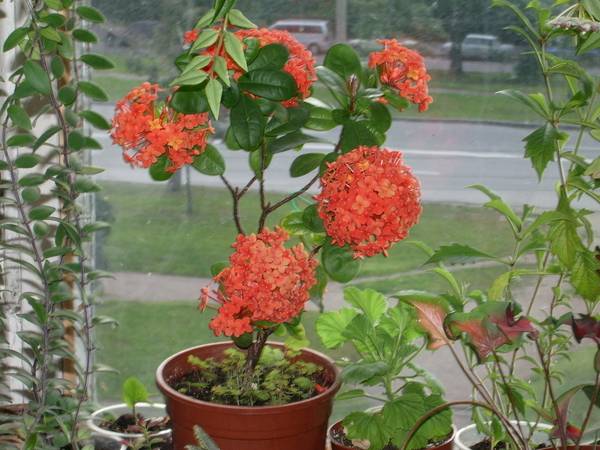 Иксора (пламя лесов): простое руководство по выращиванию цветка из семян в домашних условиях для начинающих садоводов