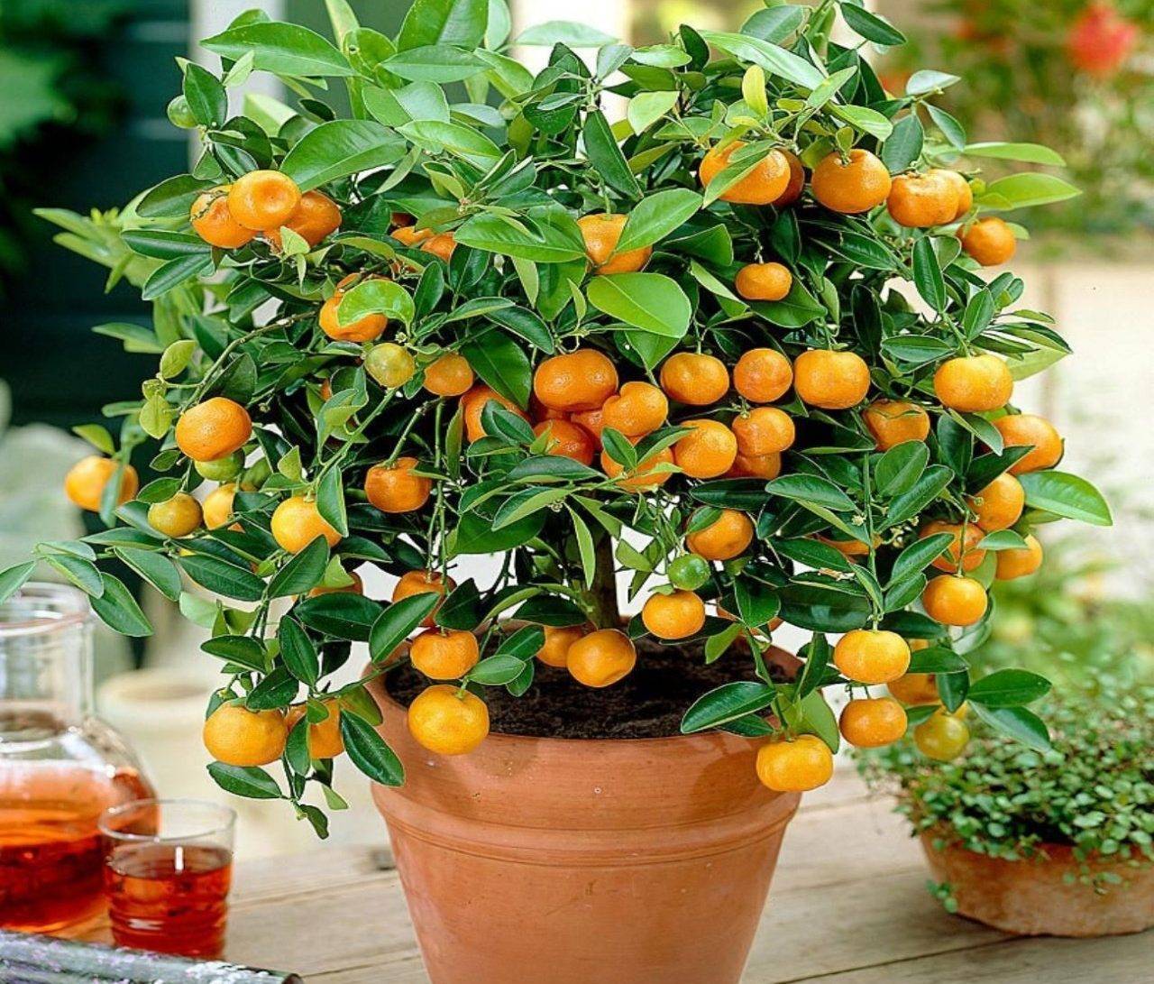 Как вырастить апельсиновое дерево (с иллюстрациями)