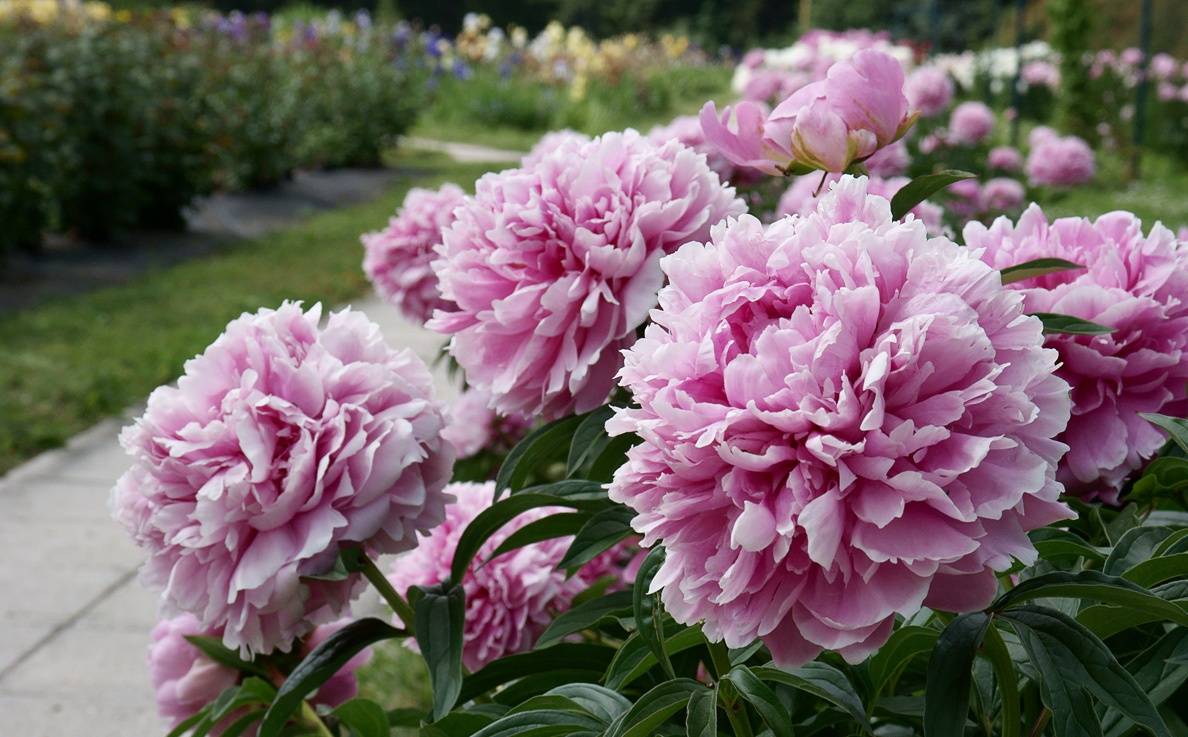 Пионовидные розы: названия и сорта с фото