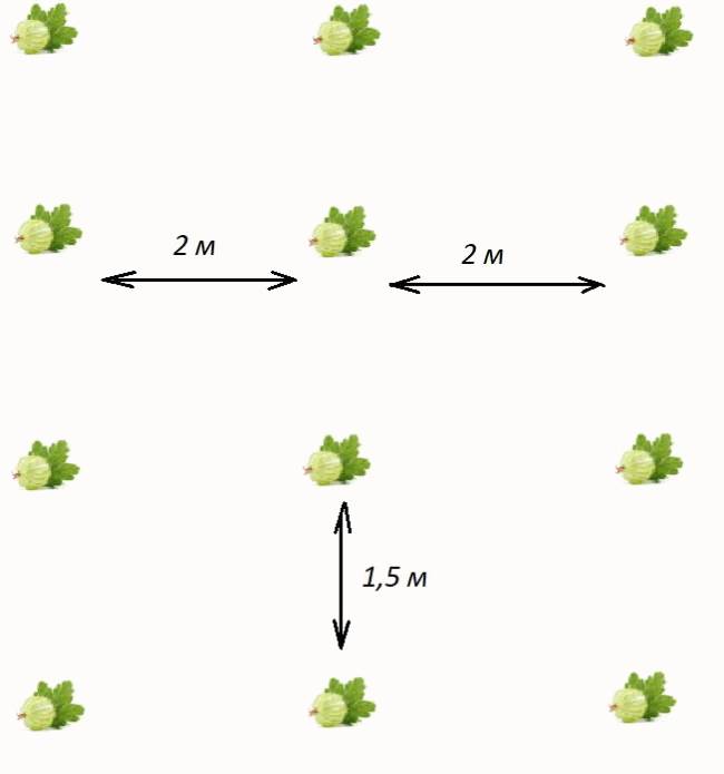 Как правильно посадить розы осенью: расстояние и схема, дальнейший уход