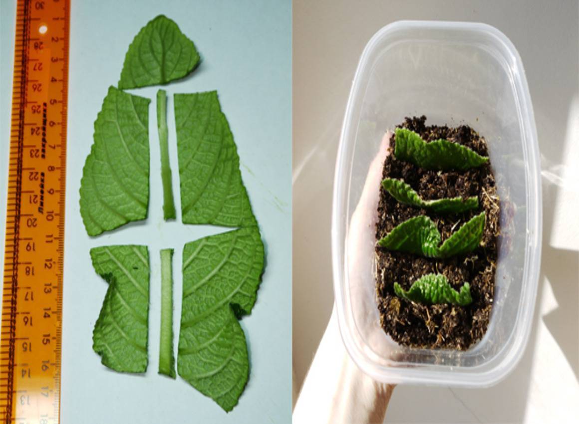 Cтрептокарпус: размножение листом и из семян для укоренения, особенности пересадки растения и его фрагментовдача эксперт