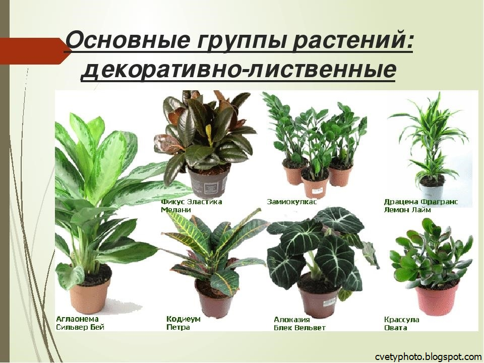 Классификация комнатных растений - jplant классификация комнатных растений
