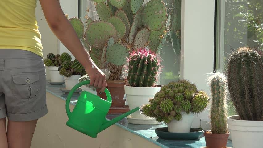 Цветение кактусов в домашних условиях: как заставить его цвести?