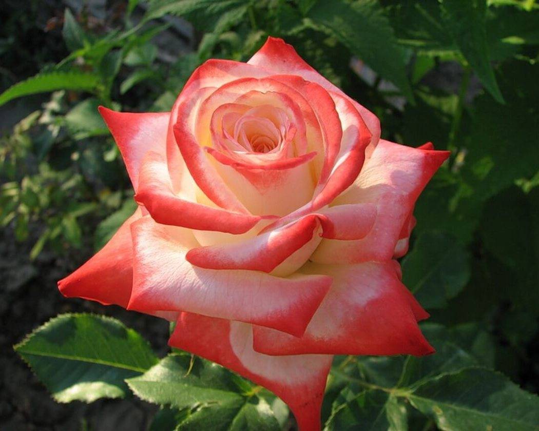 Императрица фарах: подробное описание розы