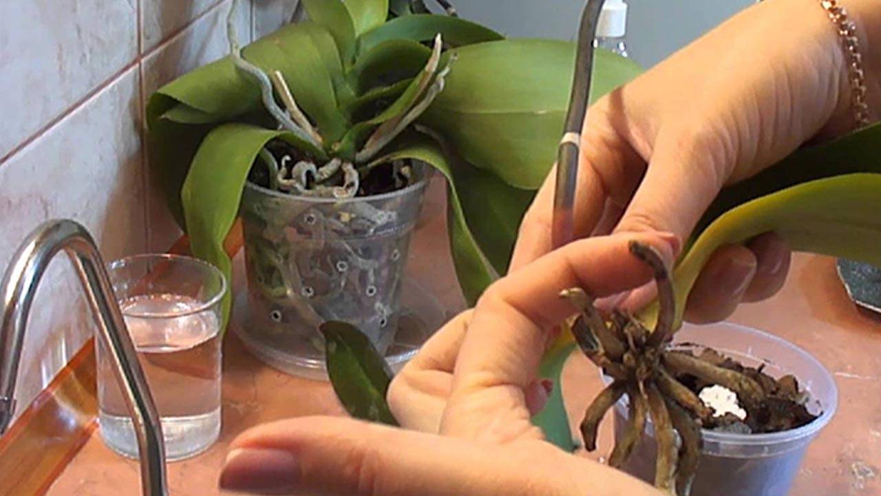 Реанимировать орхидею, если корень сгнивает и условия, как оживить орхидею