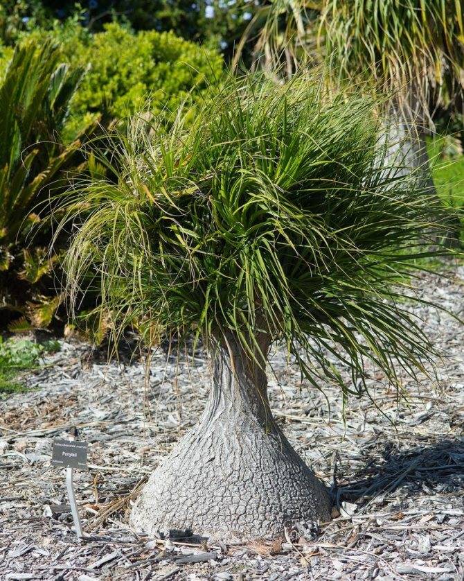 Бутылочное дерево (нолина): тропическое растение у вас дома