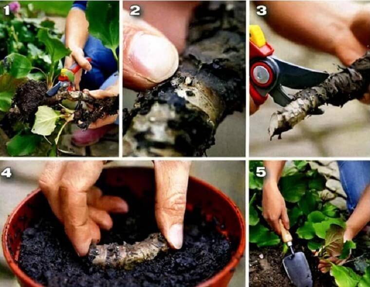 Бадан - посадка и уход в открытом грунте, выращивание, размножение, пересадка, видео