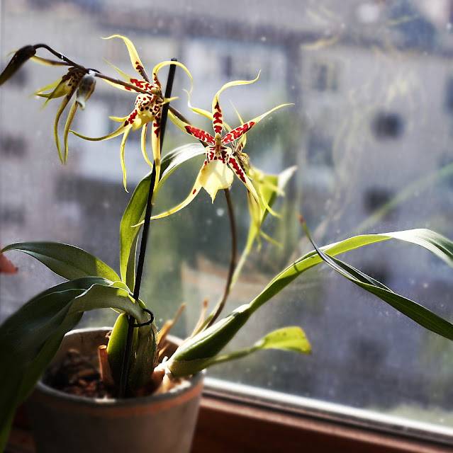 Орхидеи брассия: описание и уход в домашних условиях, а также фото подвидов