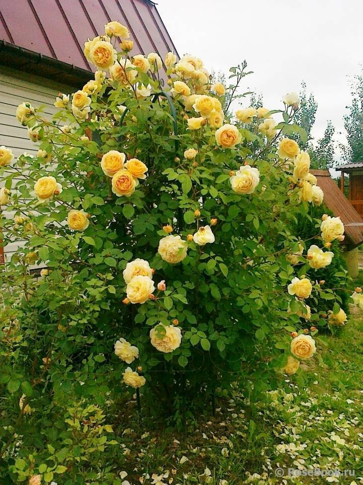 Парковая роза: описание и выращивание