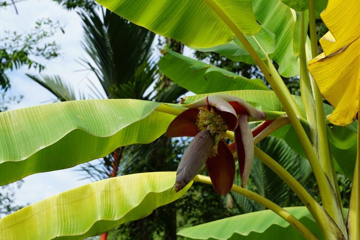 Банановая пальма - выращивание в домашних условиях