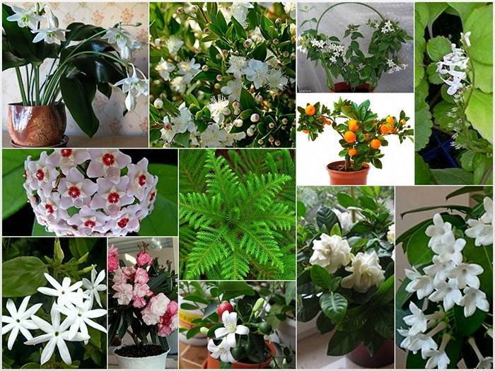 Комнатные растения с самым приятным запахом - в квартире будет цветочный аромат!