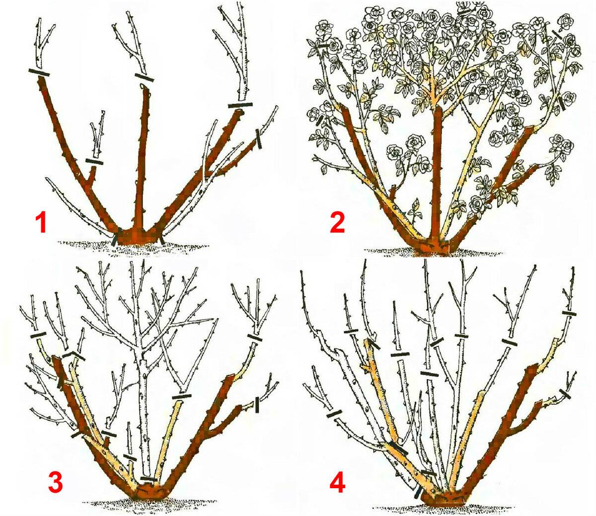 Схема обрезки плетистой розы весной