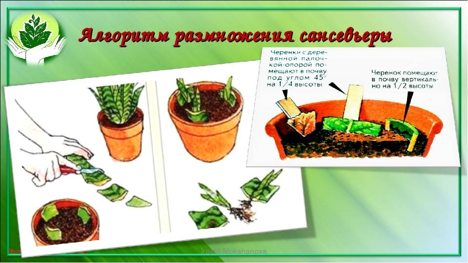 Спатифиллум: уход и размножение в домашних условиях :: syl.ru