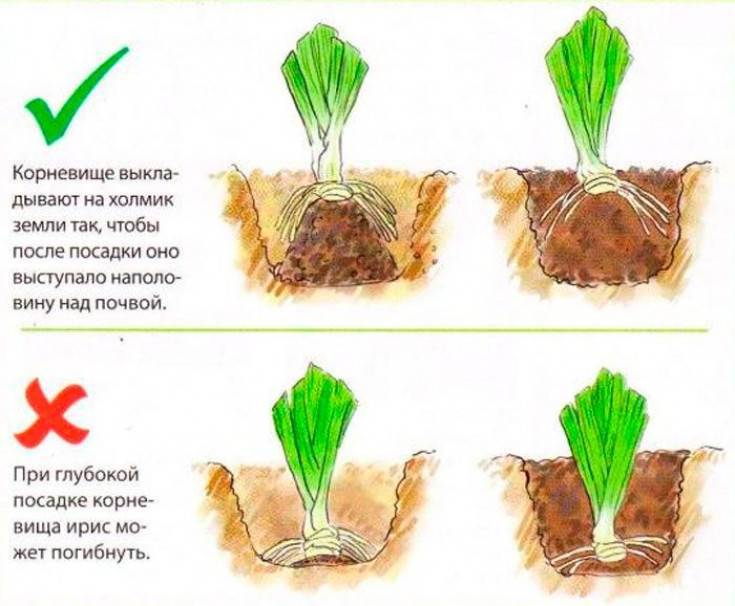 Нарциссы как выращивать правильно в открытом грунте;