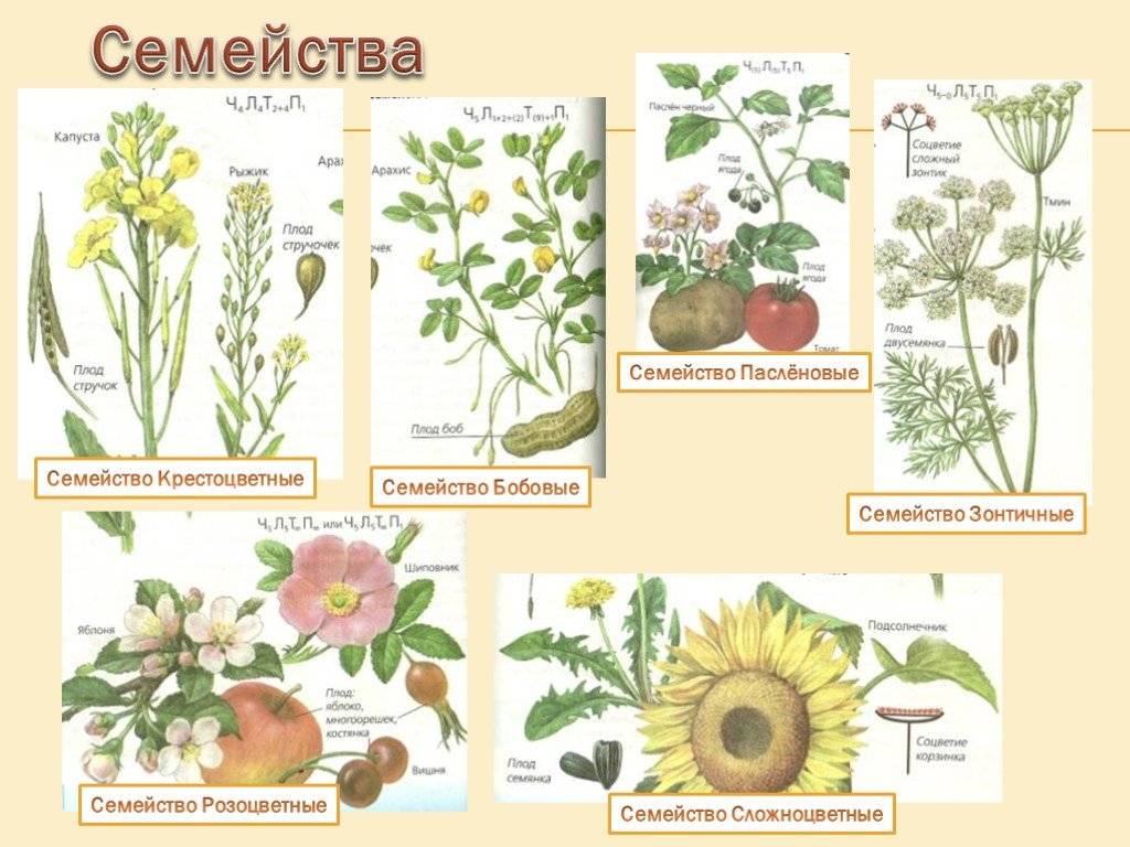 Покрытосеменные растения - характеристика и особенности