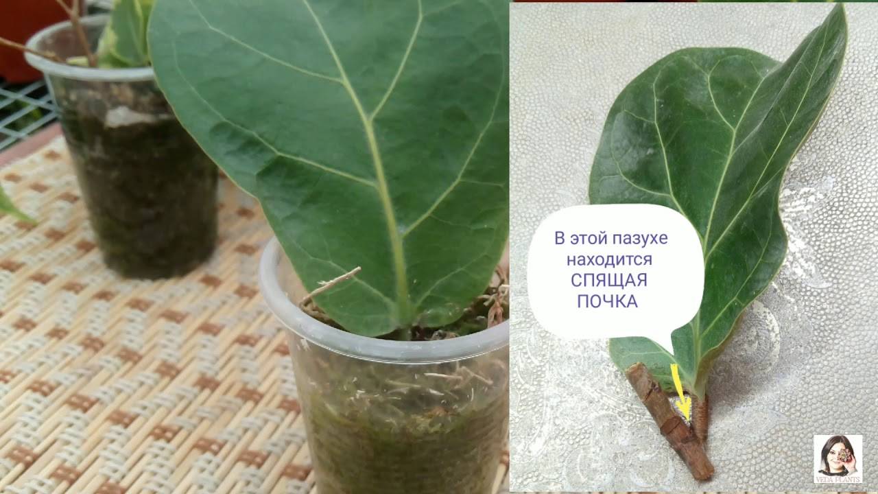 Как размножить фикус бенджамина в домашних условиях: разведение растения черенками в земле и воде, листом, отводком, семенами