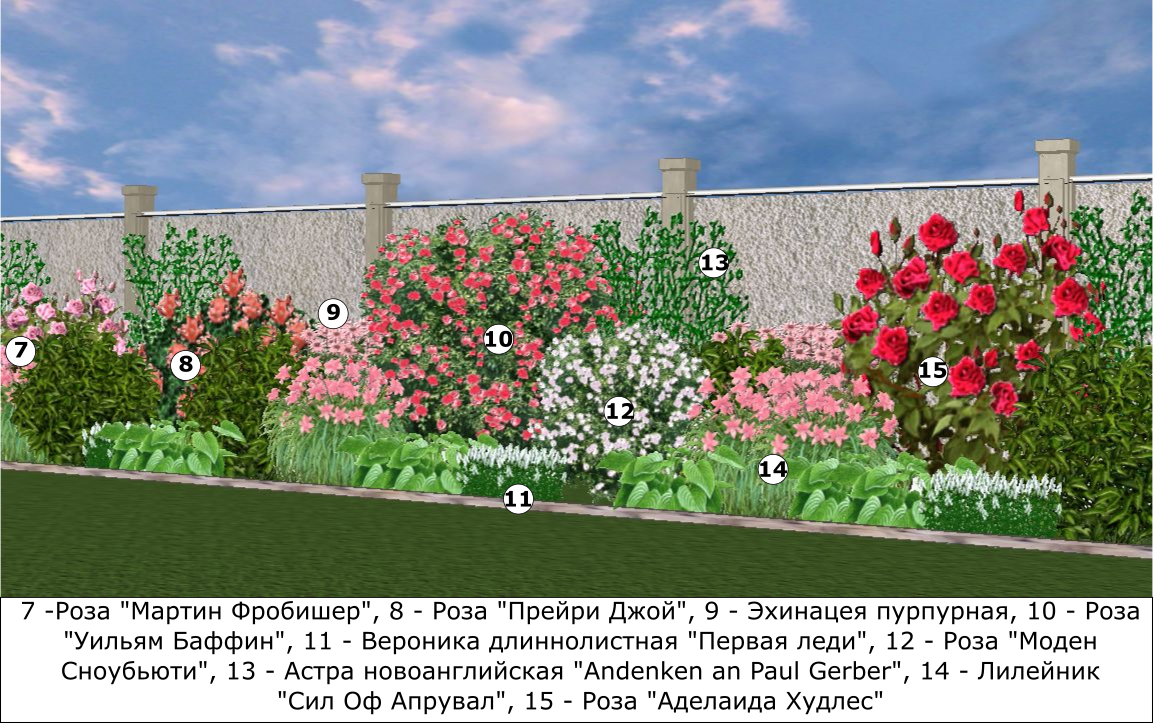 Пионы на клумбе в сочетании с другими цветами: схема посадки, можно ли сажать с розами