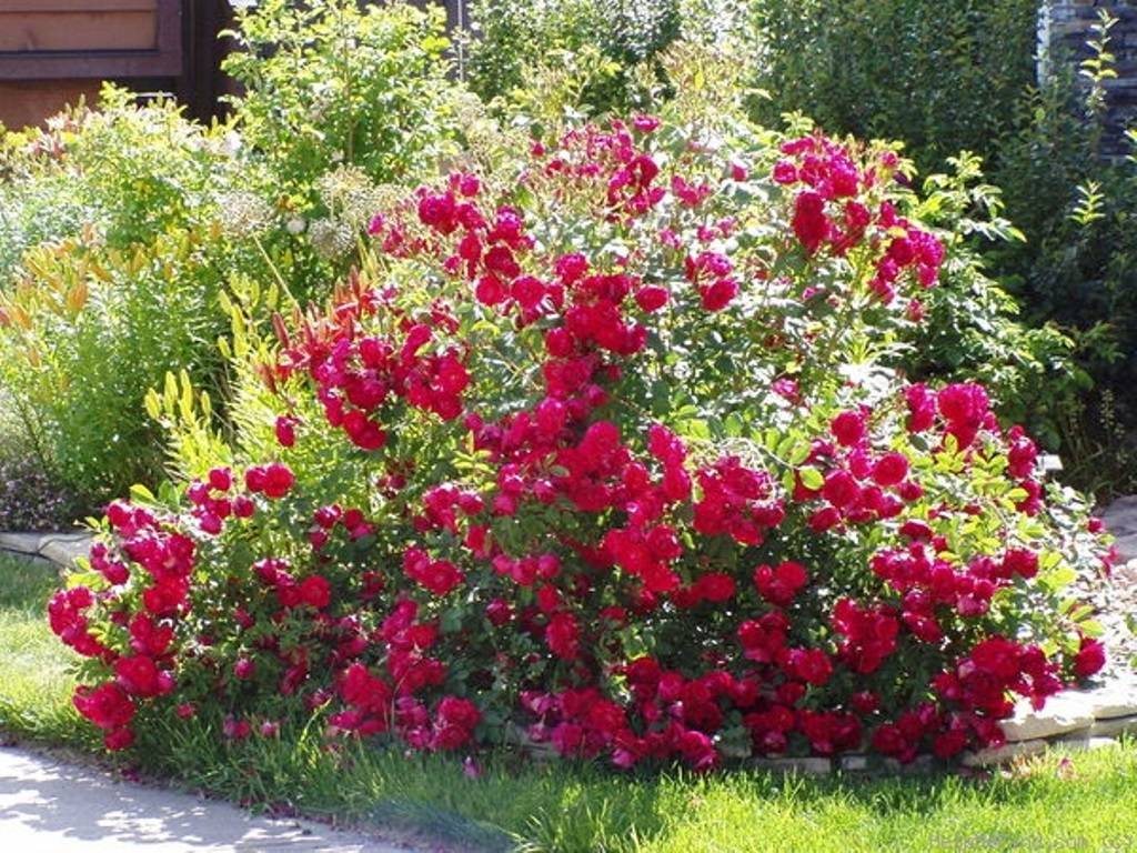 Парковая роза посадка и уход в открытом грунте канадские и английские парковые розы фото